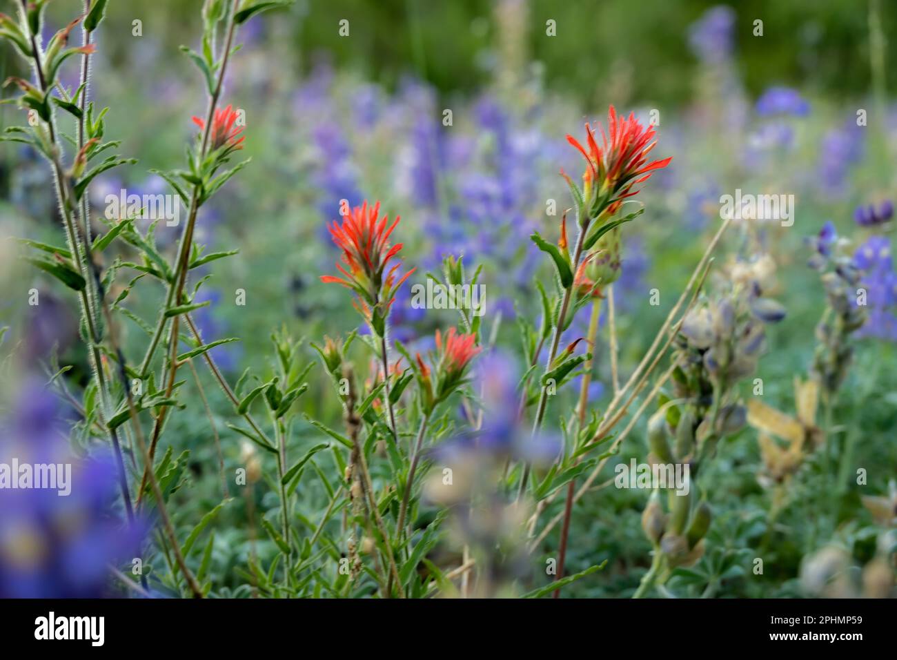 Sunlight through wildflowers hi-res stock photography and images - Alamy
