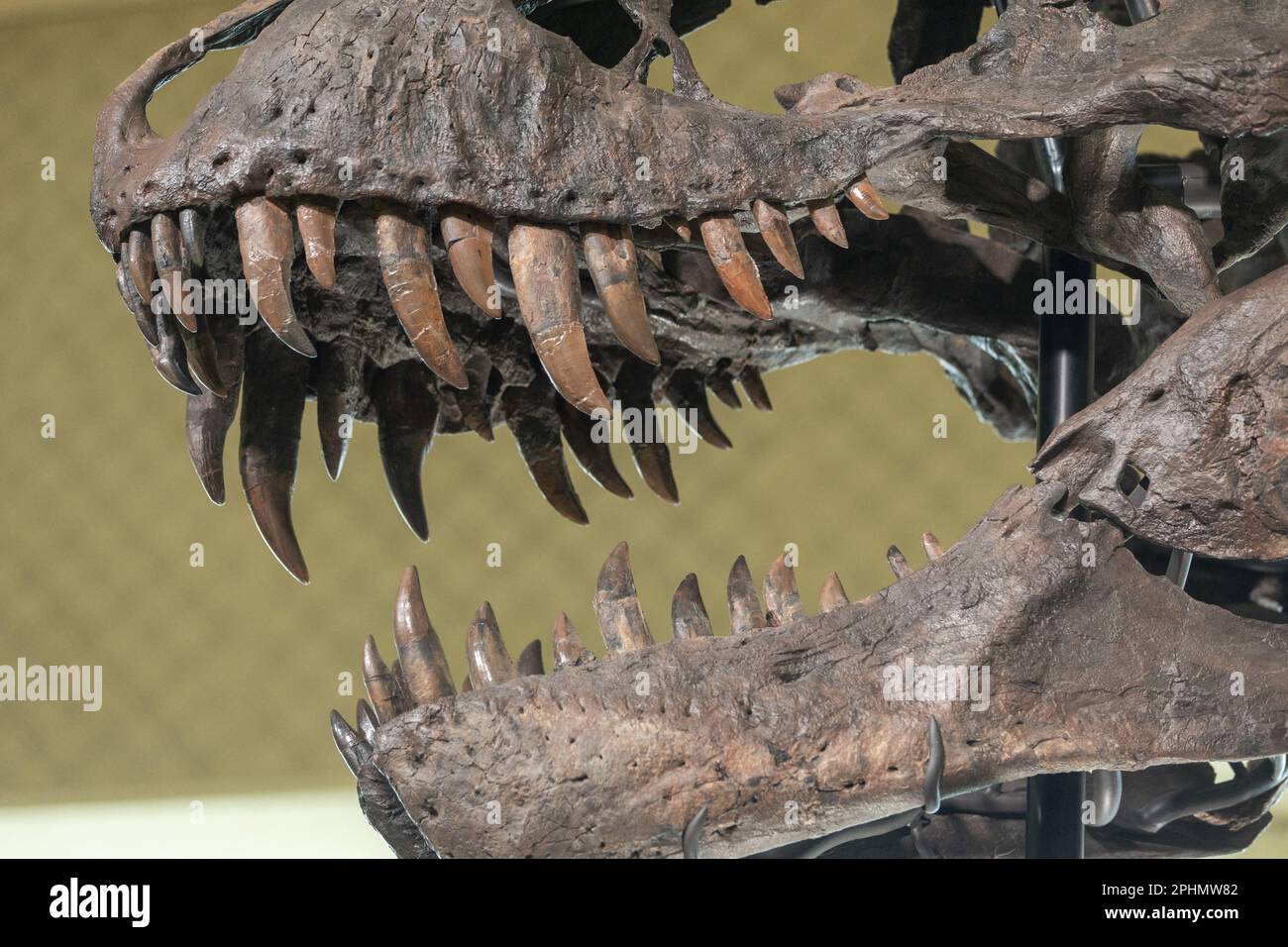 skeleton of a tyrannosaurus rex