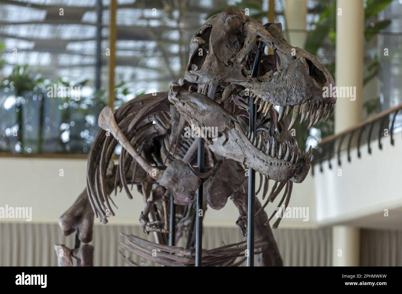 t rex skeleton for sale