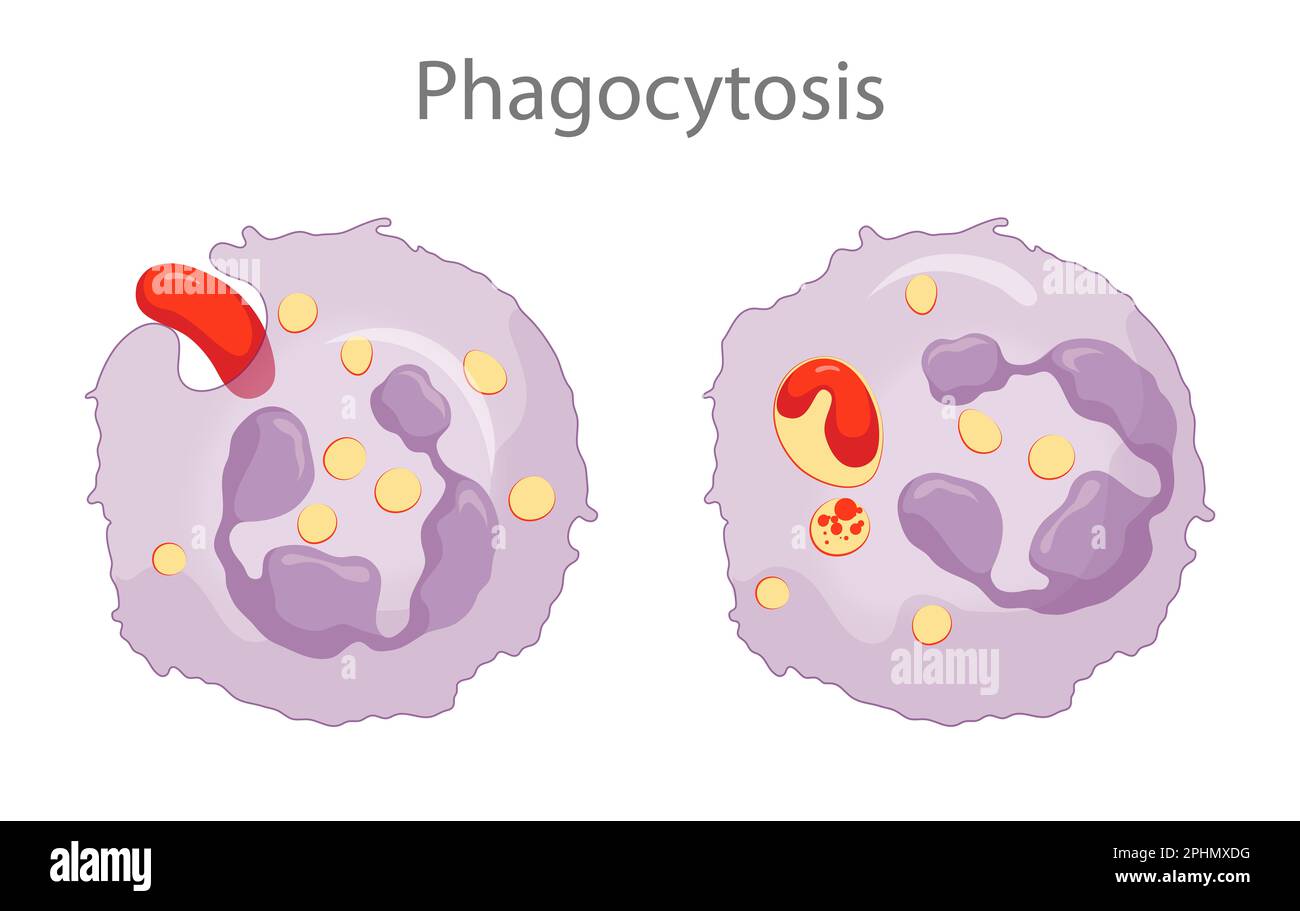 Phagocytosis is the process in which a cell engulfs a particle and digests it Stock Photo