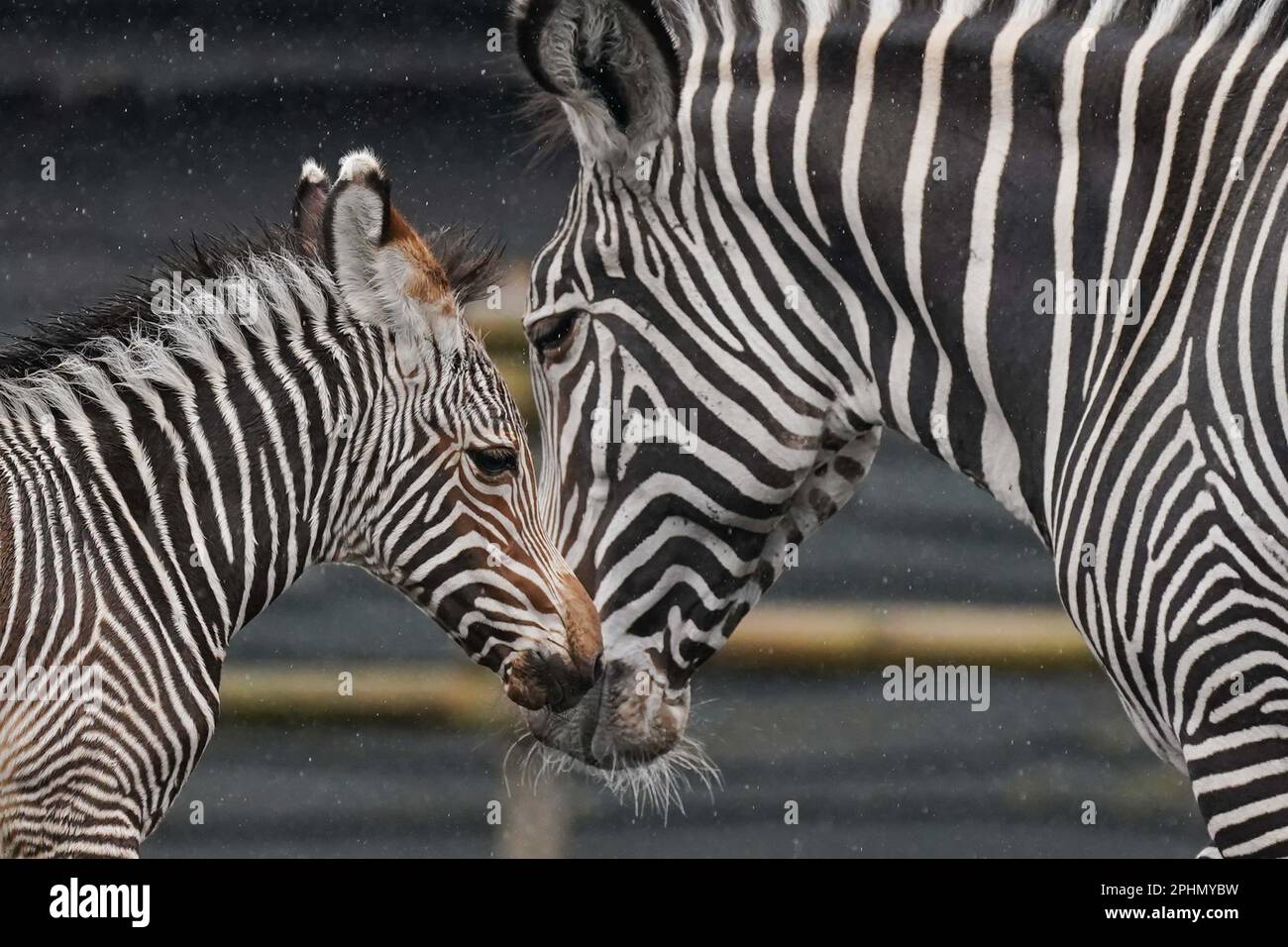 Newborn Grevy's zebra Lola, who was born during the early hours of March 17 to 12-year-old mum, Akuna, at West Midland Safari Park, Bewdley, Worcestershire. The Park's Grevy's zebra are listed as 'endangered' by the IUCN (International Union for the Conservation of Nature) and are part of a collaborative European breeding programme, that aims to conserve endangered species. Picture date: Wednesday March 29, 2023. Stock Photo
