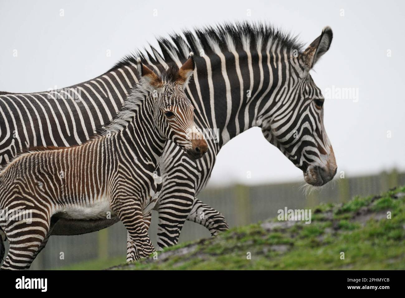 Newborn Grevy's zebra Lola, who was born during the early hours of March 17 to 12-year-old mum, Akuna, at West Midland Safari Park, Bewdley, Worcestershire. The Park's Grevy's zebra are listed as 'endangered' by the IUCN (International Union for the Conservation of Nature) and are part of a collaborative European breeding programme, that aims to conserve endangered species. Picture date: Wednesday March 29, 2023. Stock Photo