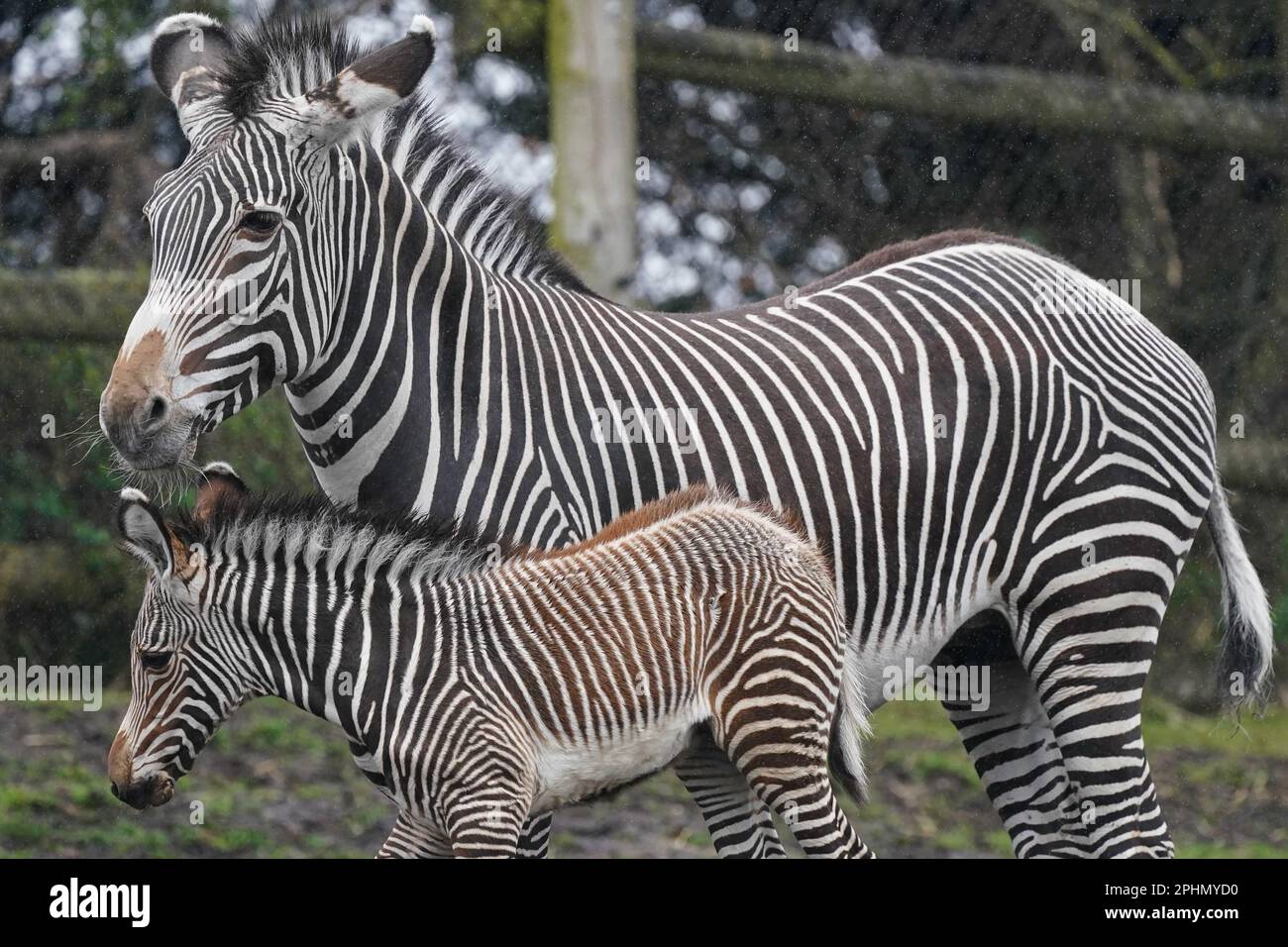 Newborn Grevy's zebra Lola, who was born during the early hours of March 17 to 12-year-old mum, Akuna, at West Midland Safari Park, Bewdley, Worcestershire. The Park's Grevy's zebra are listed as 'endangered' by the IUCN (International Union for the Conservation of Nature) and are part of a collaborative European breeding programme, that aims to conserve endangered species. Picture date: Wednesday March 29, 2023. Stock Photo