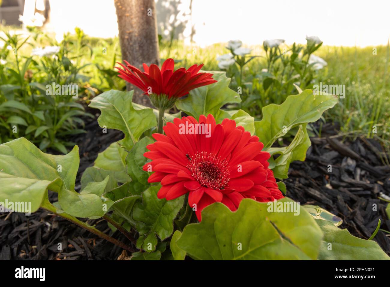 An ant wanders over a gerbera daisy in summer Stock Photo Alamy