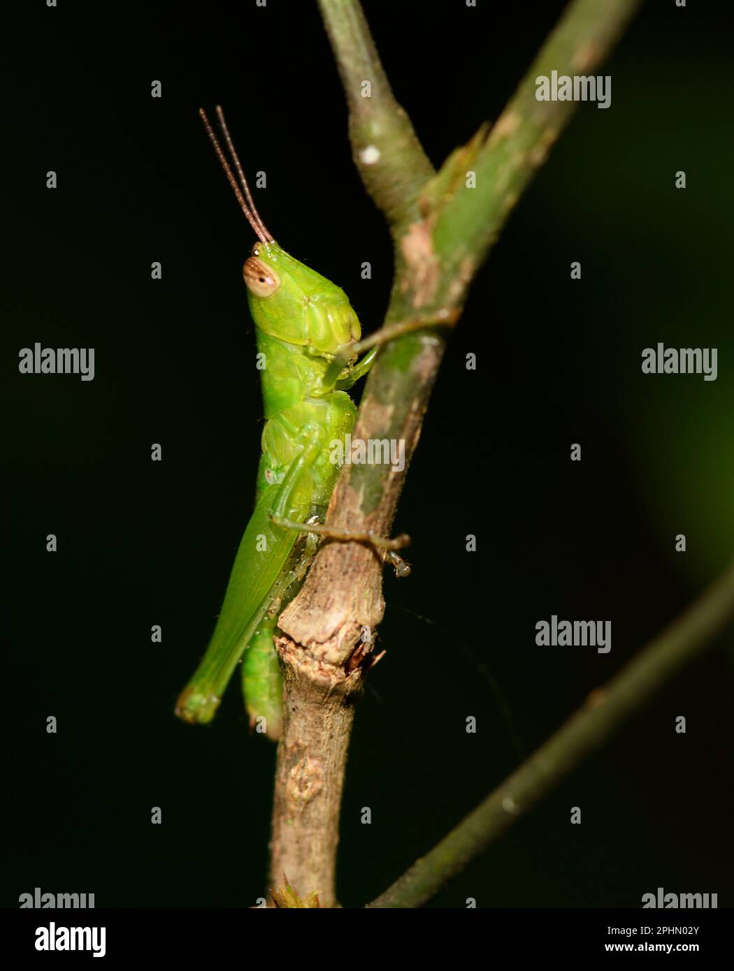 Bright green short-horned grasshopper (Family Acridiadae) from Tangkoko National Park, North Sulawesi, Indonesia. Stock Photo