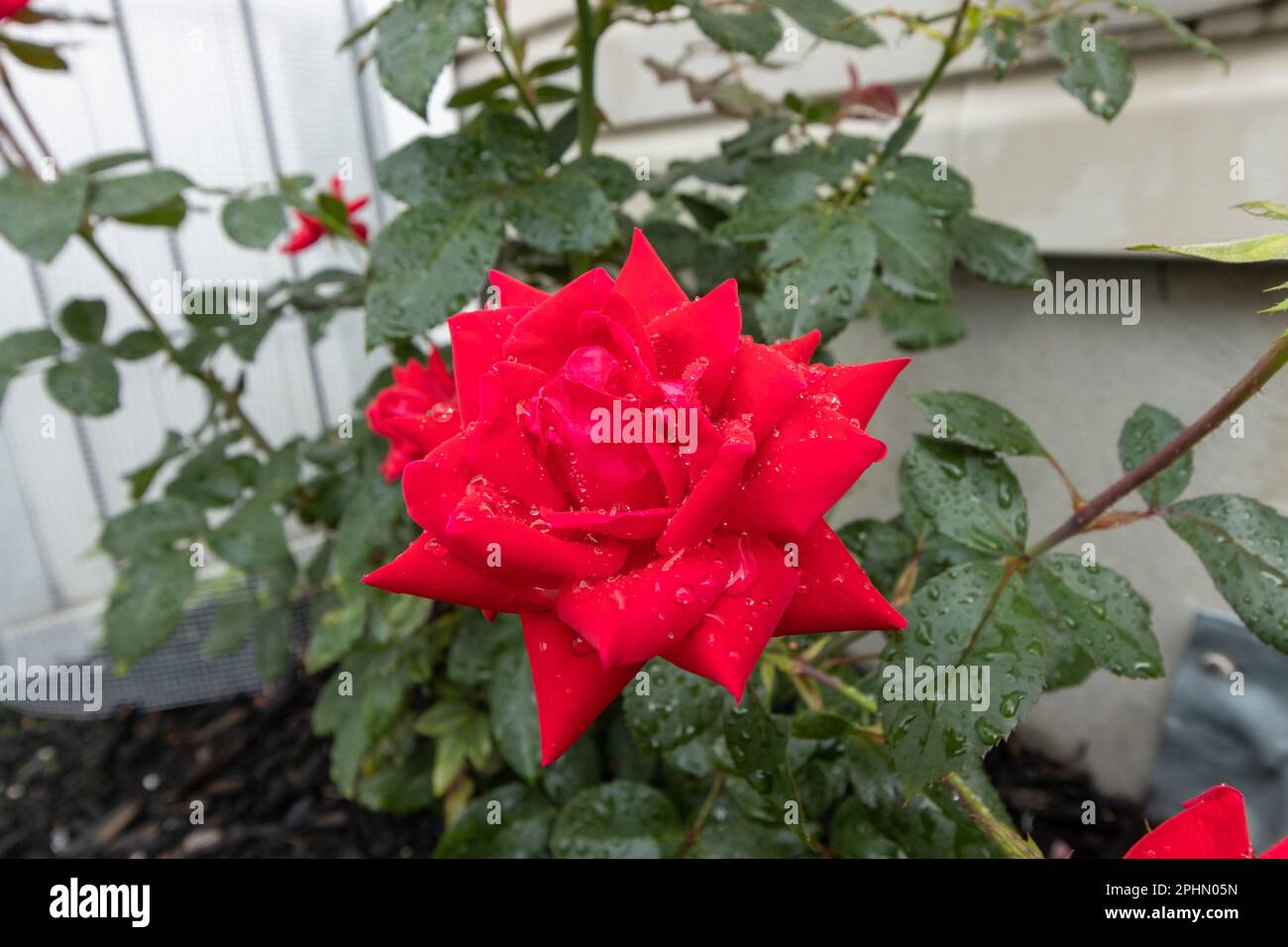 A crimson rose dotted with rain in the summer Stock Photo