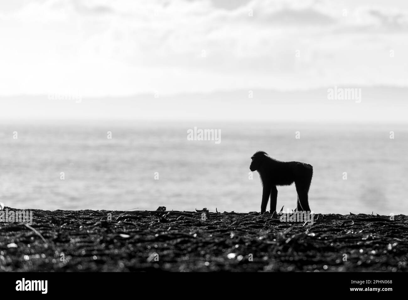 Crested Black Macaques (Macaca nigra)  on the beach of  Tangkoko Nature Reserve, North Sulawesi, Indonesia. Stock Photo