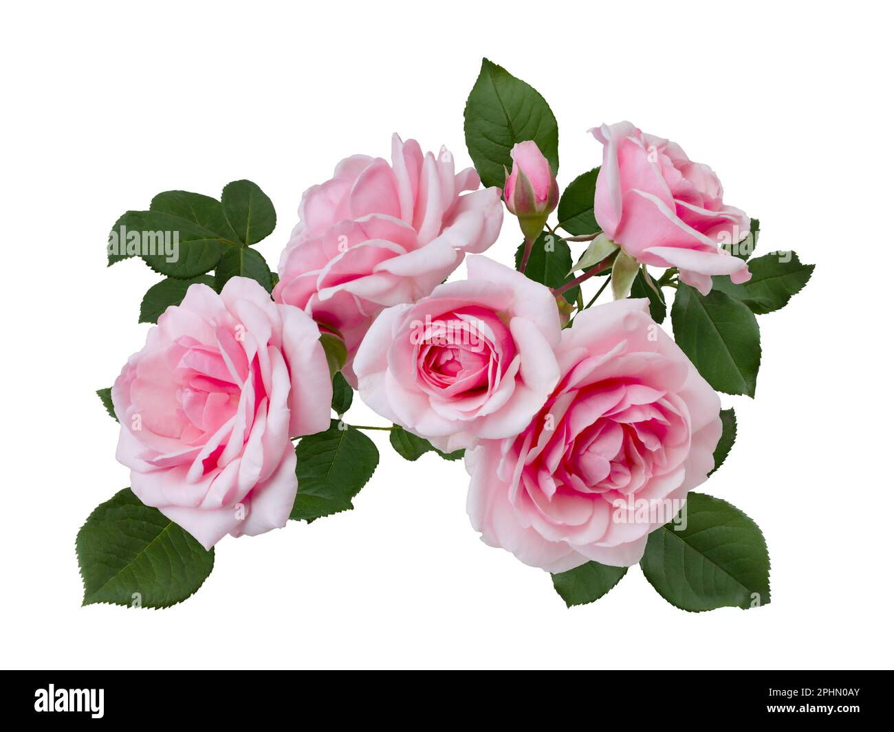 Delicate pink roses with green leaves isolated on white background ...