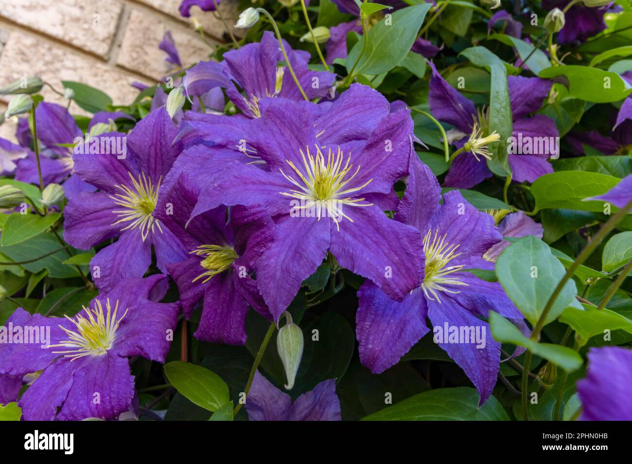 Purple Clematis exuberantly climb the wall in summer Stock Photo