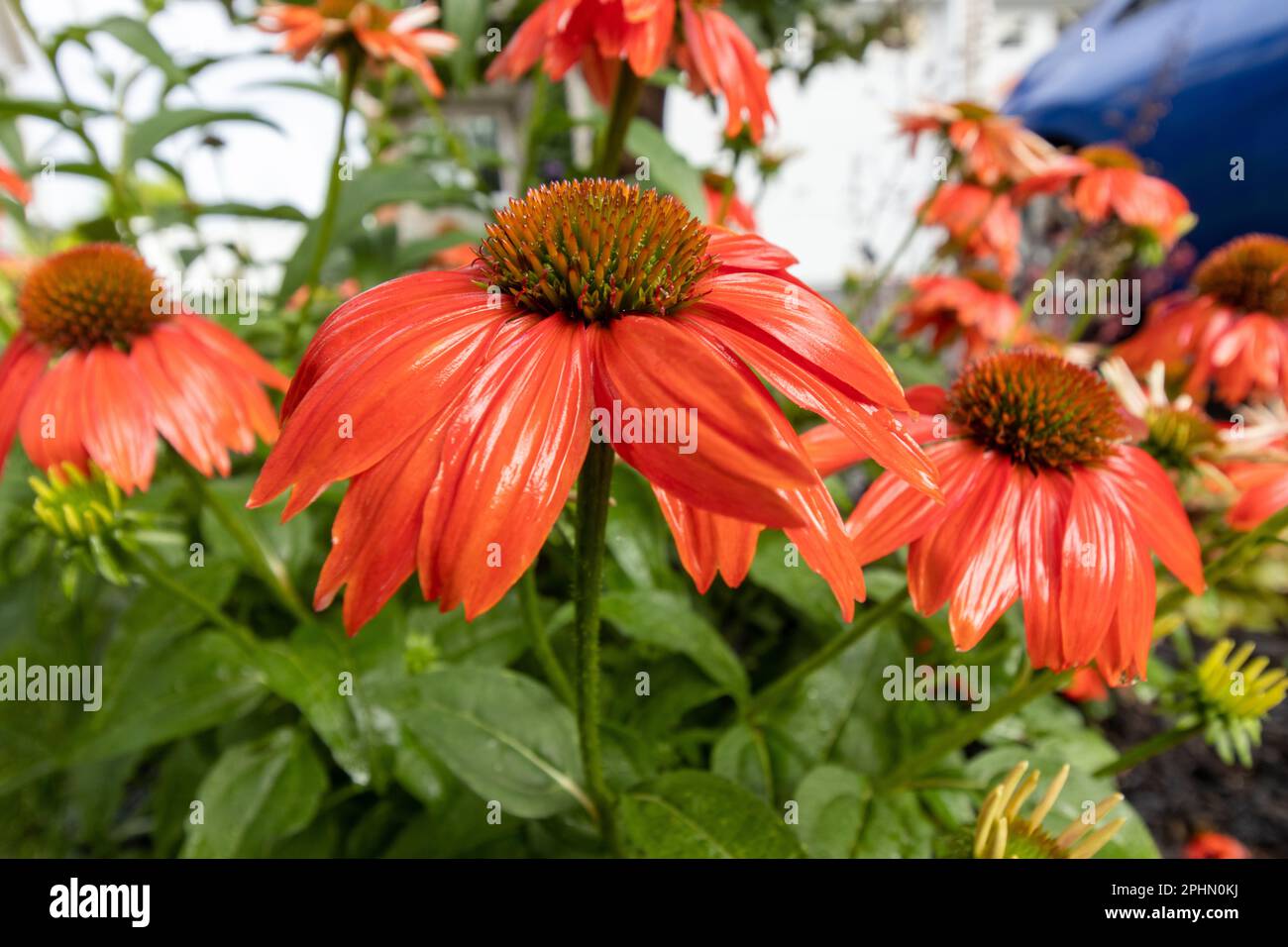Red coneflowers appear apricot color in the rain Stock Photo Alamy