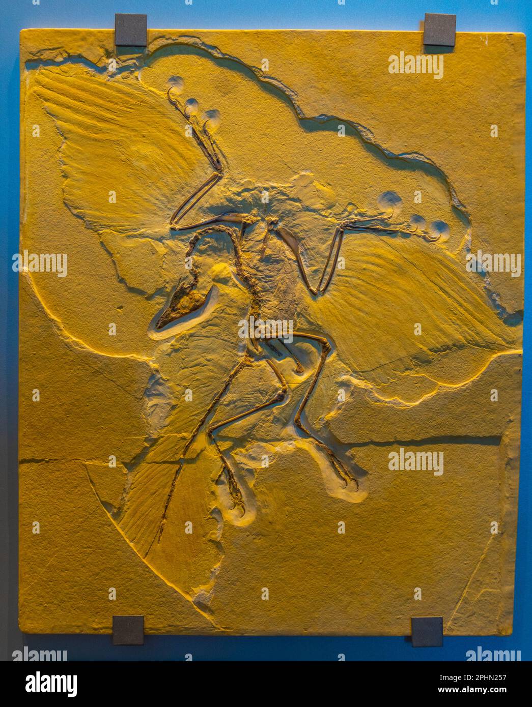 archaeopteryx fossils discovered in Germany Stock Photo Alamy