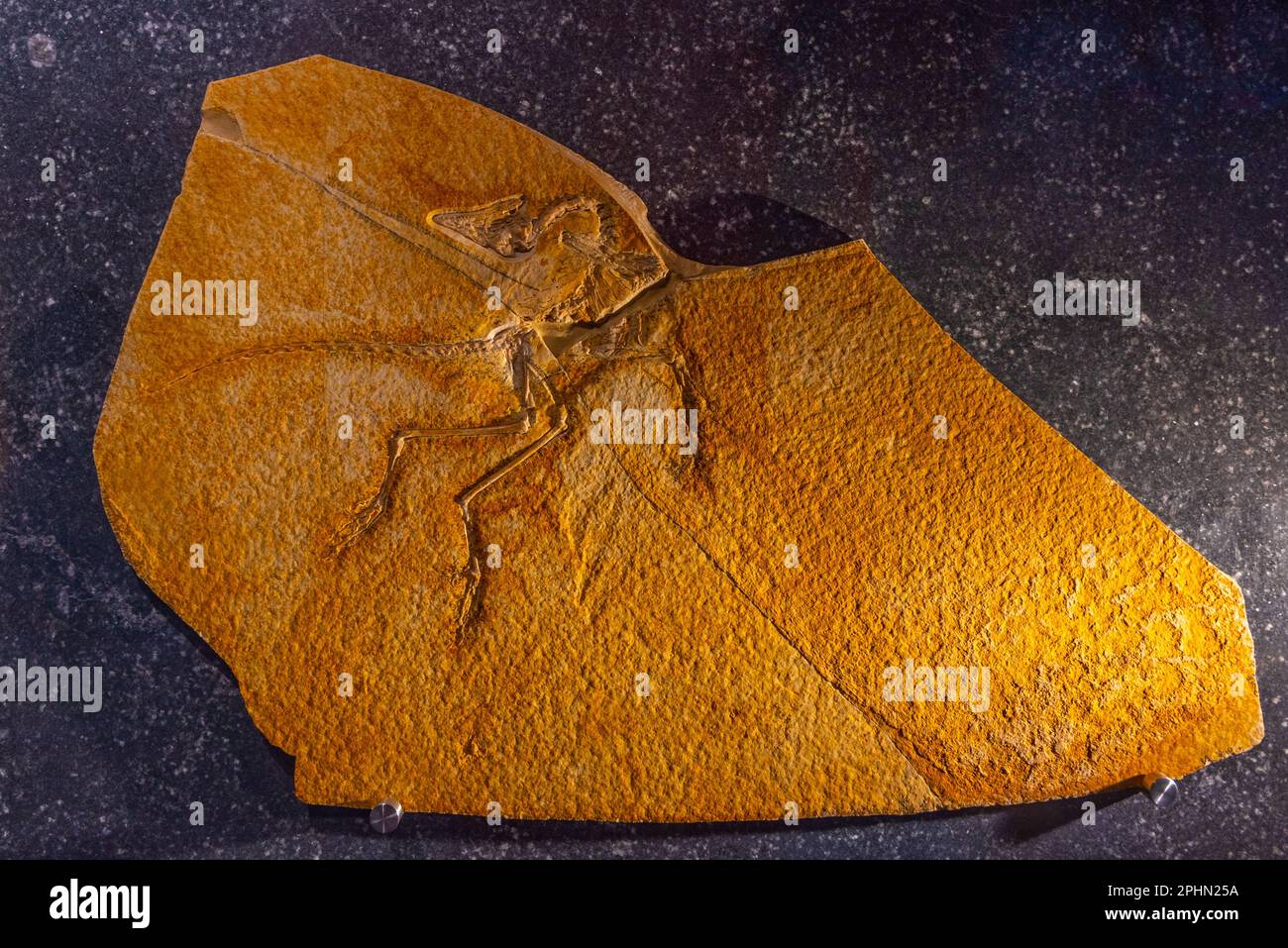 archaeopteryx fossils discovered in Germany Stock Photo Alamy