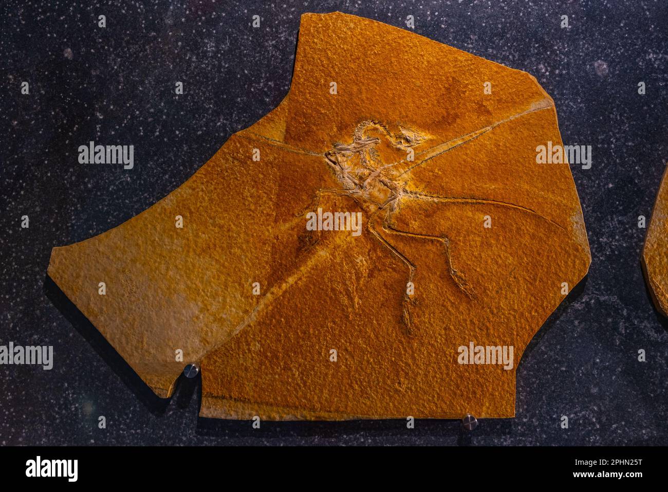 archaeopteryx fossils discovered in Germany Stock Photo Alamy