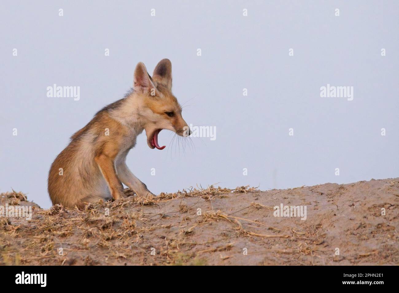 Desert fox (Vulpes vulpes pusilla), also known as the white-footed fox Stock Photo