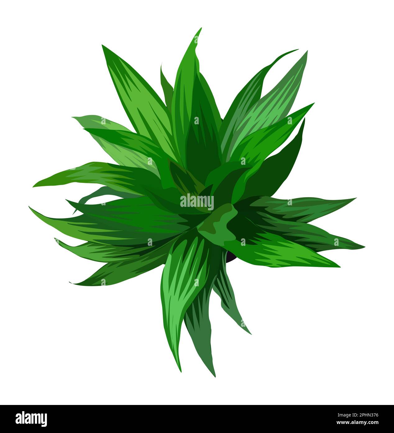 House plant top view vector isolated on white Stock Vector Image & Art