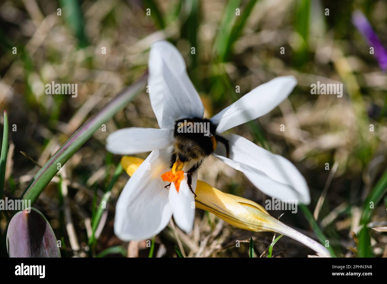 Nectar rich plant hi-res stock photography and images - Alamy