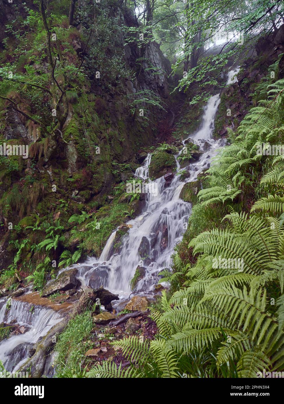 Waterfall in a rainforest Stock Photo
