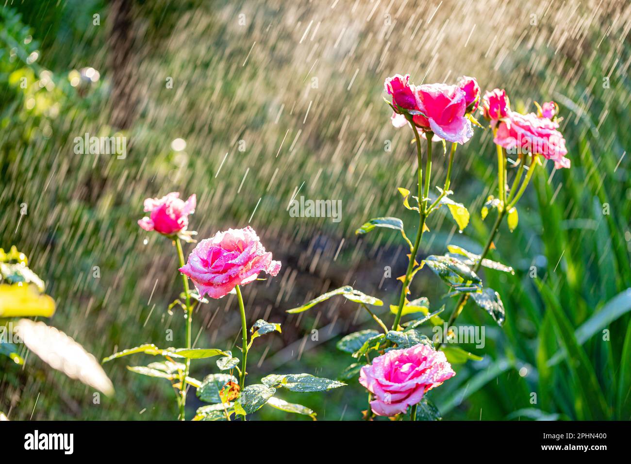 Rose flowers watering by irrigation system in a summer garden Stock