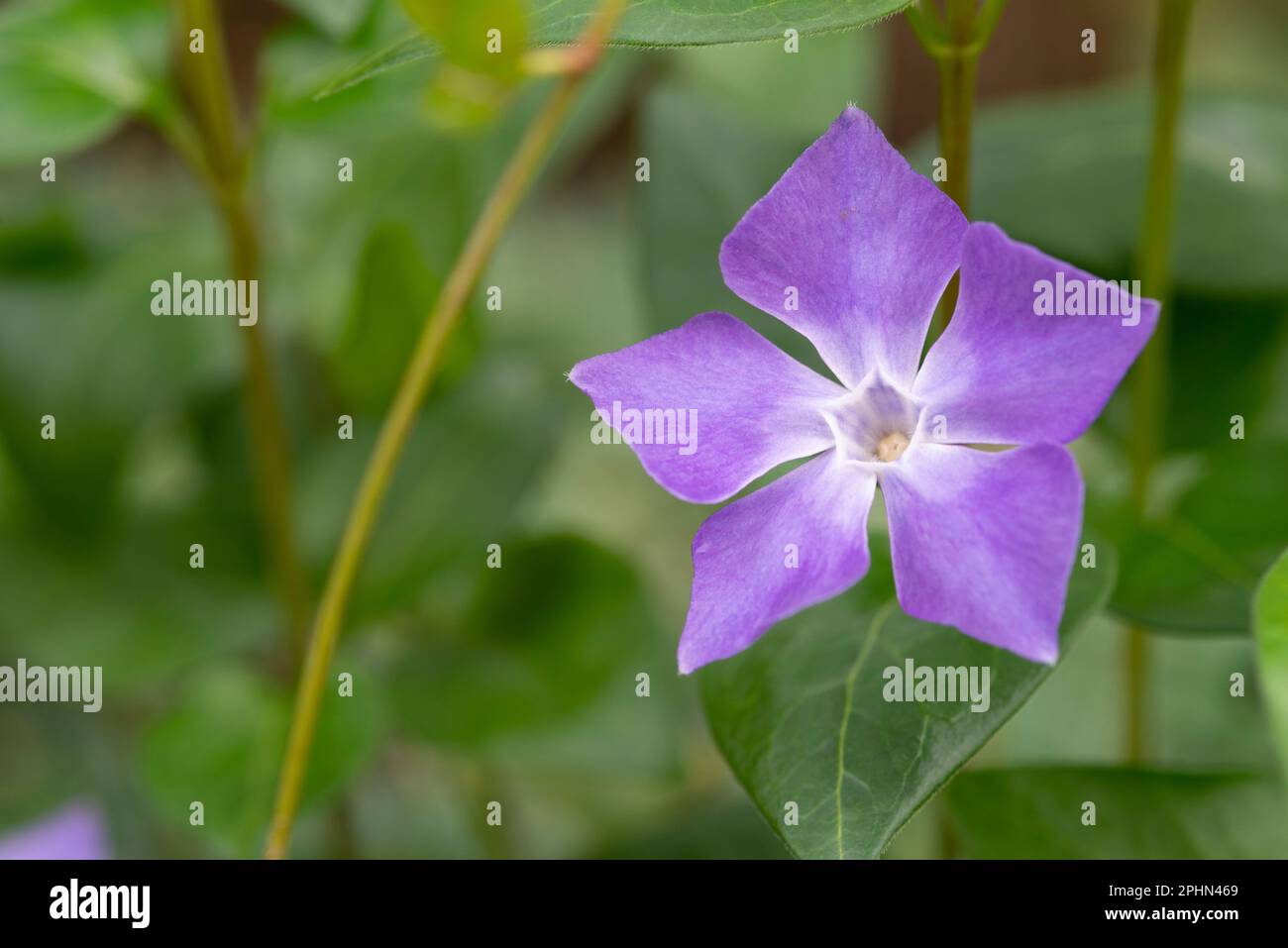 Purple Periwinkle Flower, Vinca Major Stock Photo Alamy