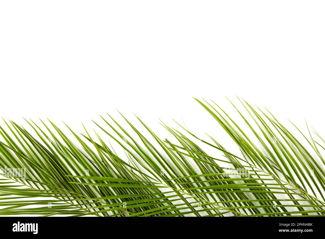 Green leaves of palm tree isolated on white background, top view Stock ...