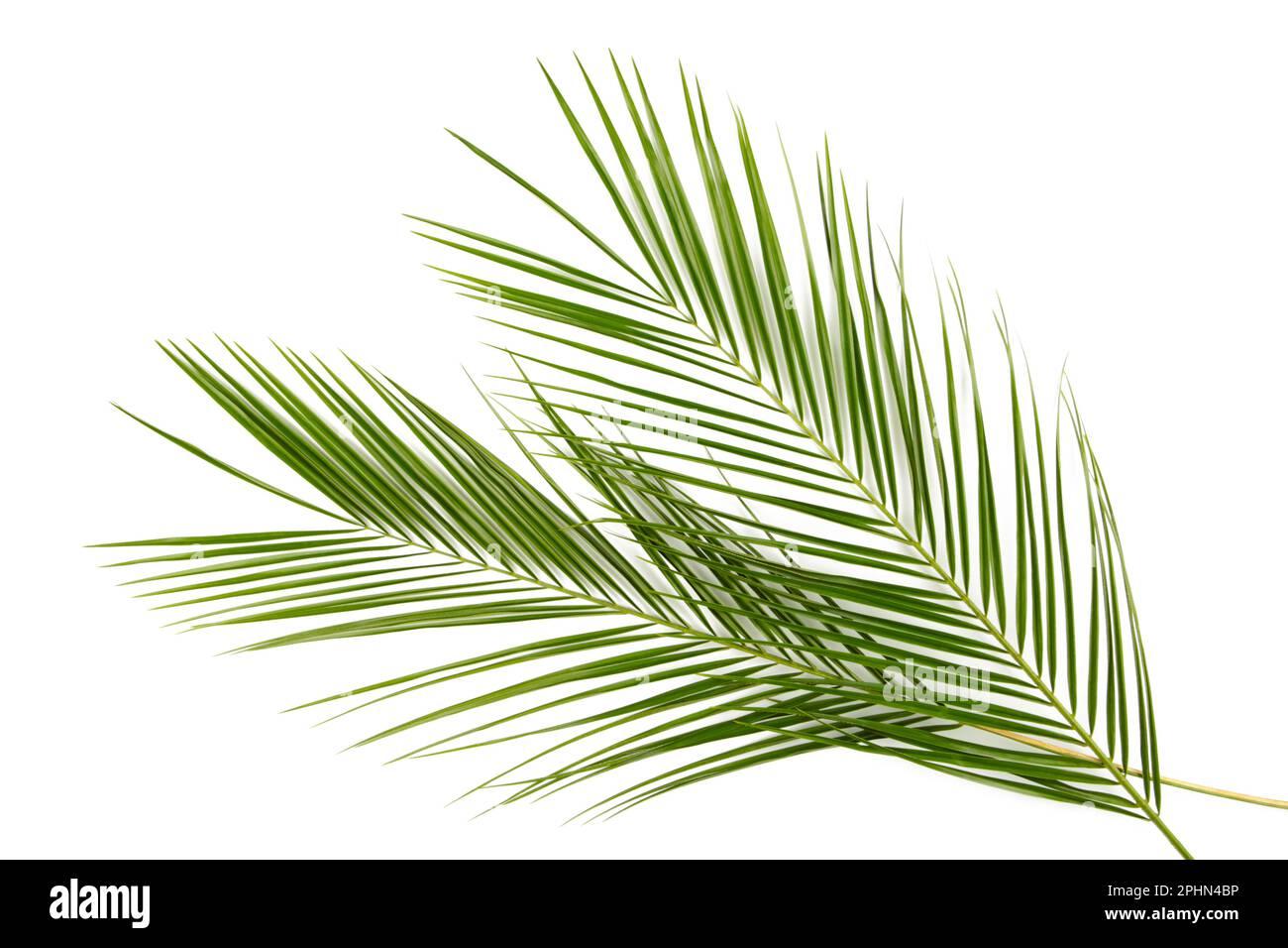 Green leaves of palm tree isolated on white background, top view Stock ...