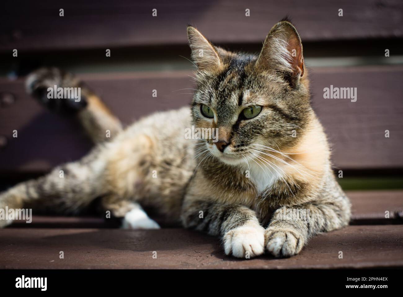 A tabby cat lies on a bench and looks into the distance in the ...