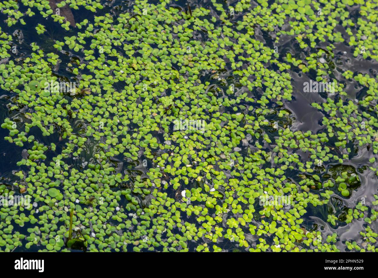 Common Duckweed, Duckweed, Lesser Duckweed, Natural Green Duckweed Lemna perpusilla Torrey on The water for background or texture. close up Green leaf Stock Photo