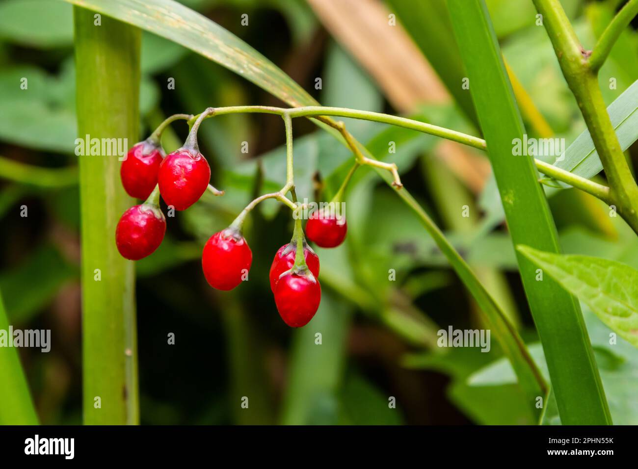 Red berries of woody nightshade, also known as bittersweet, Solanum dulcamara seen in August. Stock Photo