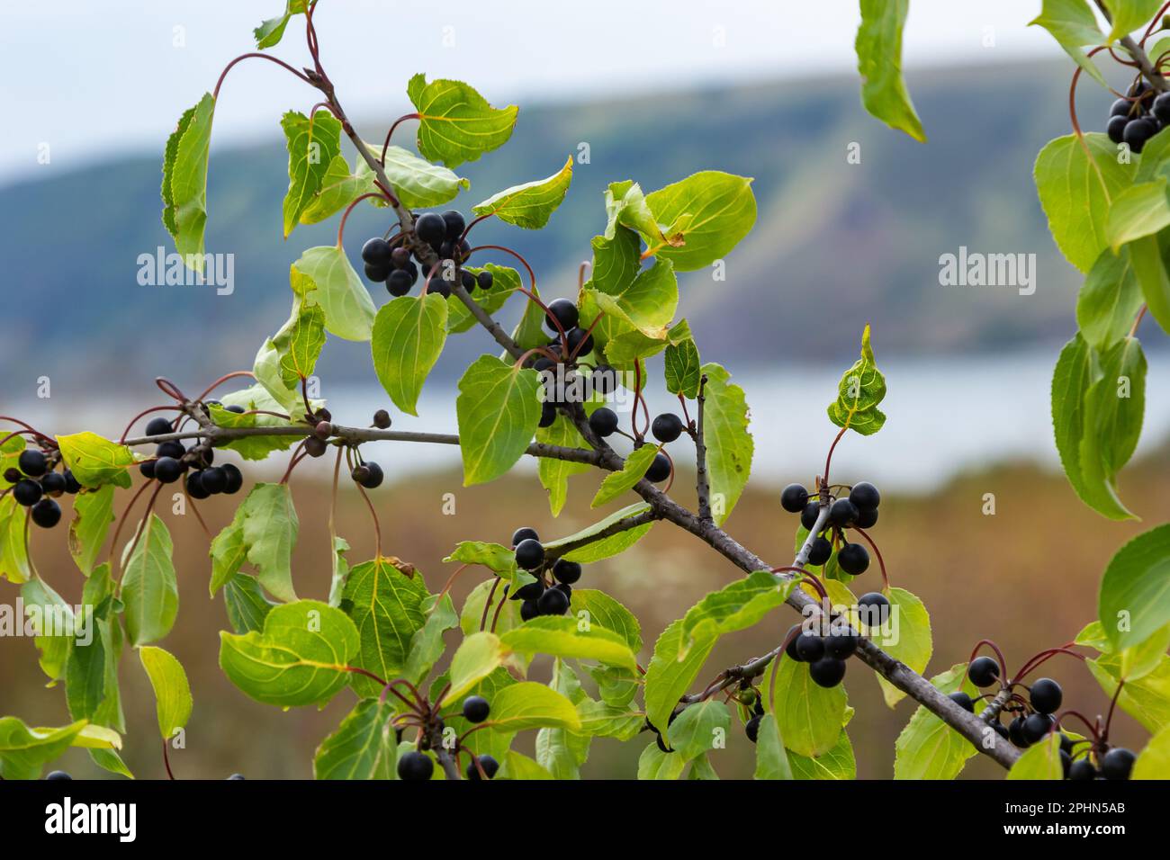 Branch of Common buckthorn Rhamnus cathartica tree in autumn. Beautiful bright view of black berries and green leaves close-up. Stock Photo