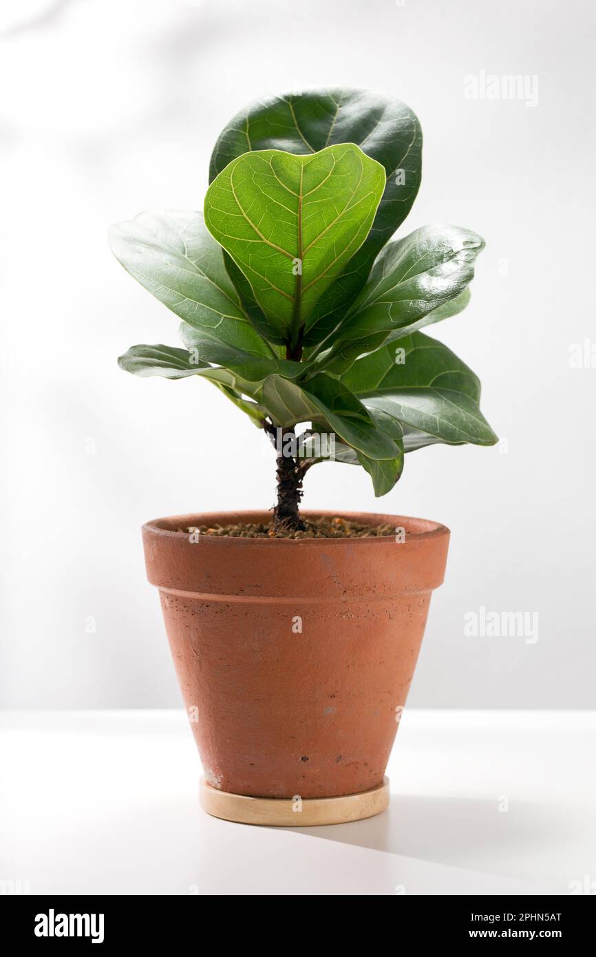 Fiddle leaf fig or Ficus lyrata warb in the orange clay pot on a white table. Stock Photo