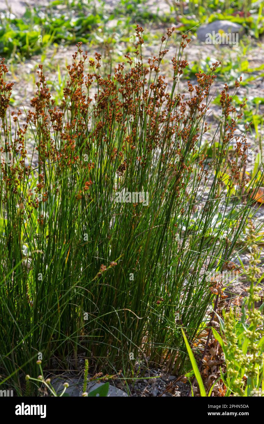 Common Soft Rush Juncus effusus is a perennial herbaceous flowering plant species in the family Juncaceae. Stock Photo