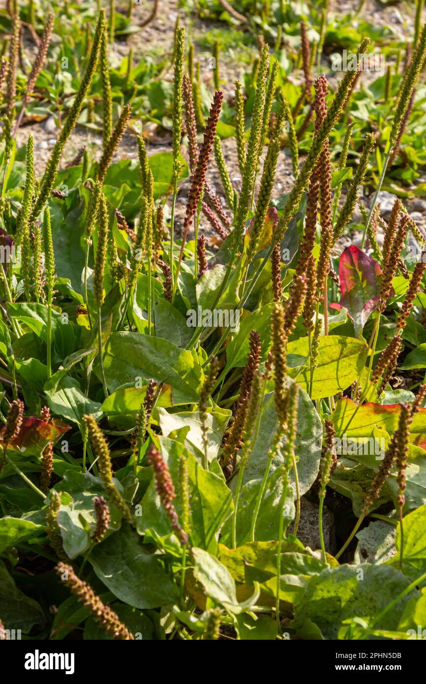 Medicinal herbs for phytotherapy. Greater Plantain latin name - Plantago major, one of the most abundant and widely distributed medicinal crops in the Stock Photo