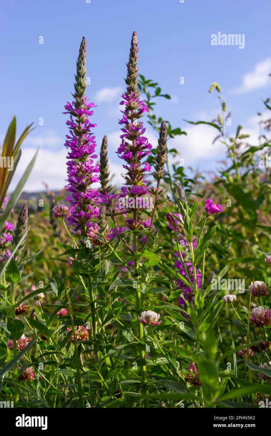 Lythrum salicaria is a perennial herbaceous plant of the Lythrum family. Stock Photo