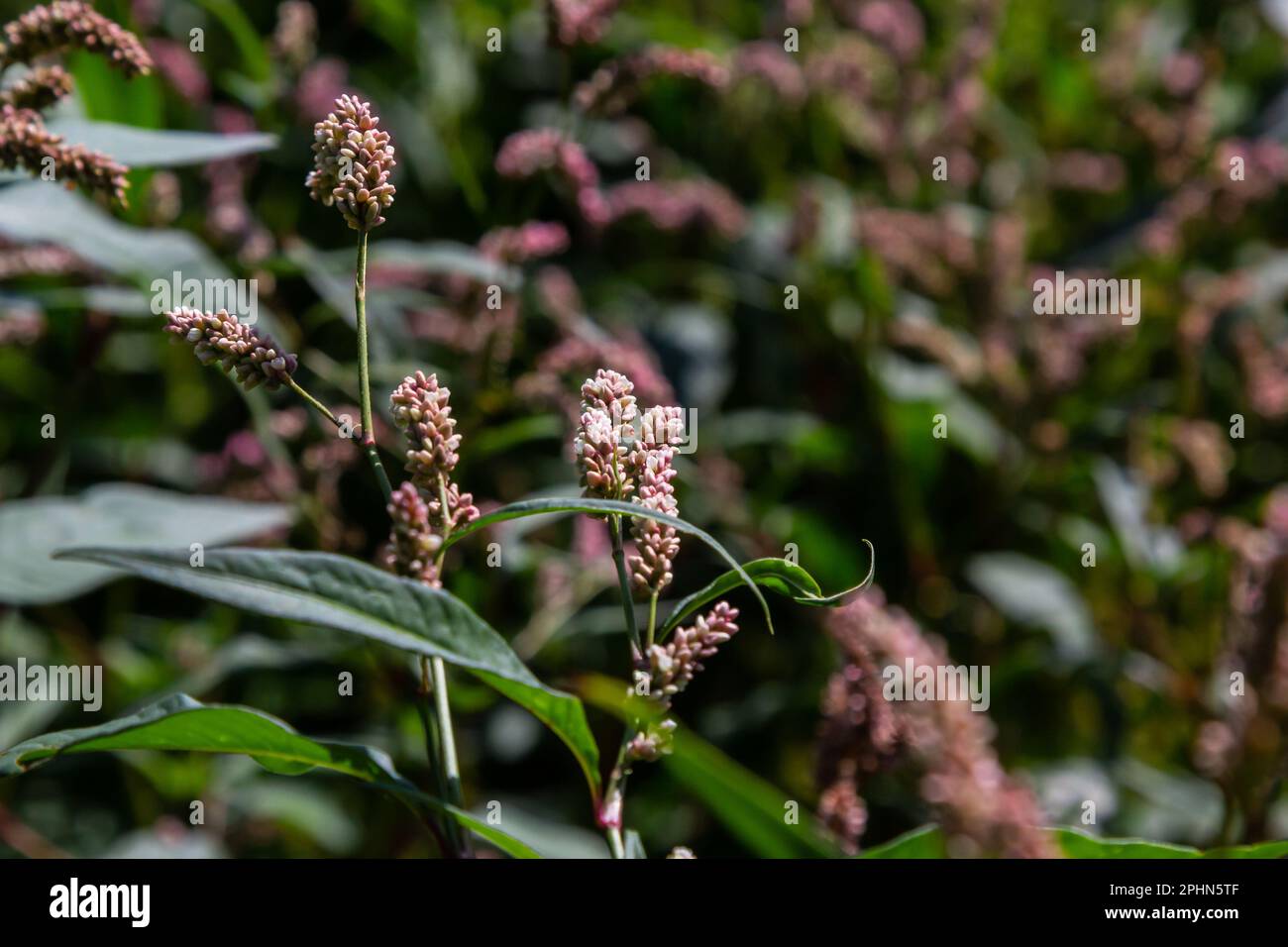 Persicaria longiseta is a species of flowering plant in the knotweed family known by the common names Oriental lady's thumb, bristly lady's thumb, Asi Stock Photo