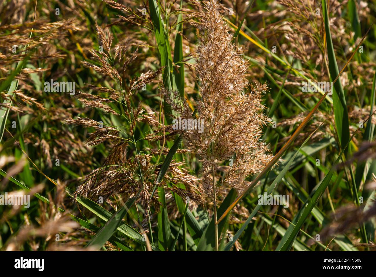 Phragmites australis is a herbaceous perennial bluish-green plant of the grass family, with a long creeping rhizome. Stock Photo
