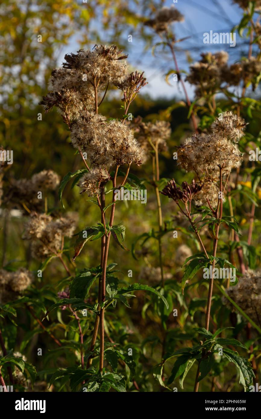 Achene Fruit Examples