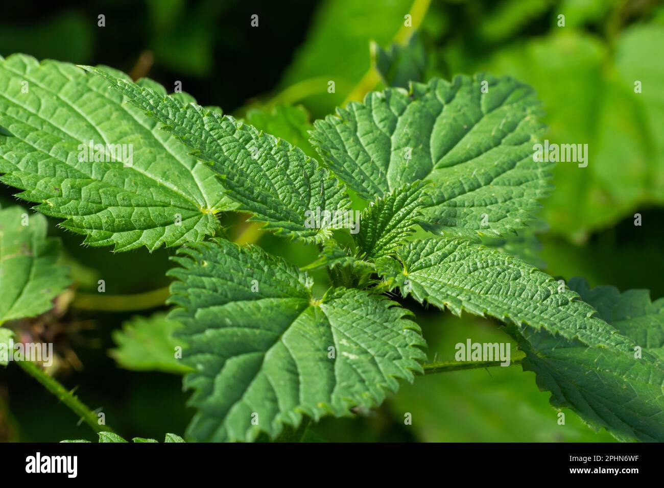 Urtica dioica or stinging nettle, in the garden. Stinging nettle, a ...
