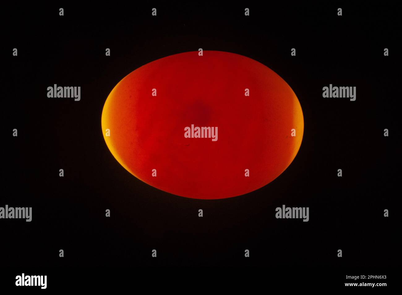 Egg incubation, duck, candling showing embryo Stock Photo - Alamy