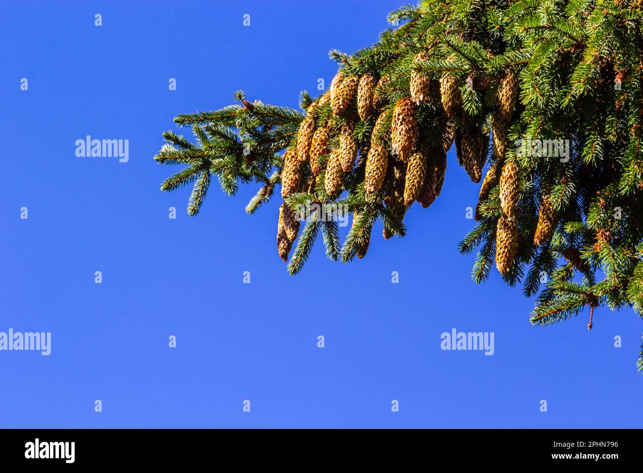 Norway spruce branch against blue sky - Latin name - Picea abies. Stock Photo