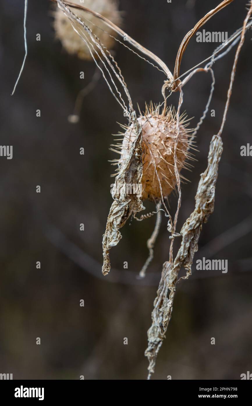 Dry spiny lobe Echinocystis lobata in winter. Dry fruits with seeds overwinter hanging on the branches of bushes. Stock Photo