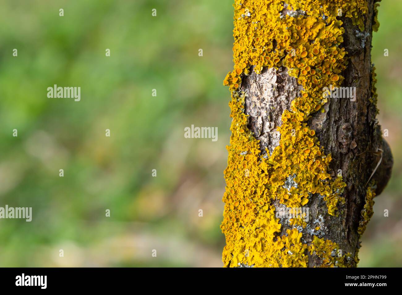 The bark of the tree, the texture of the wood, overgrown with moss. The bark of a thick deciduous tree can be seen as a delicate layer of moss which g Stock Photo