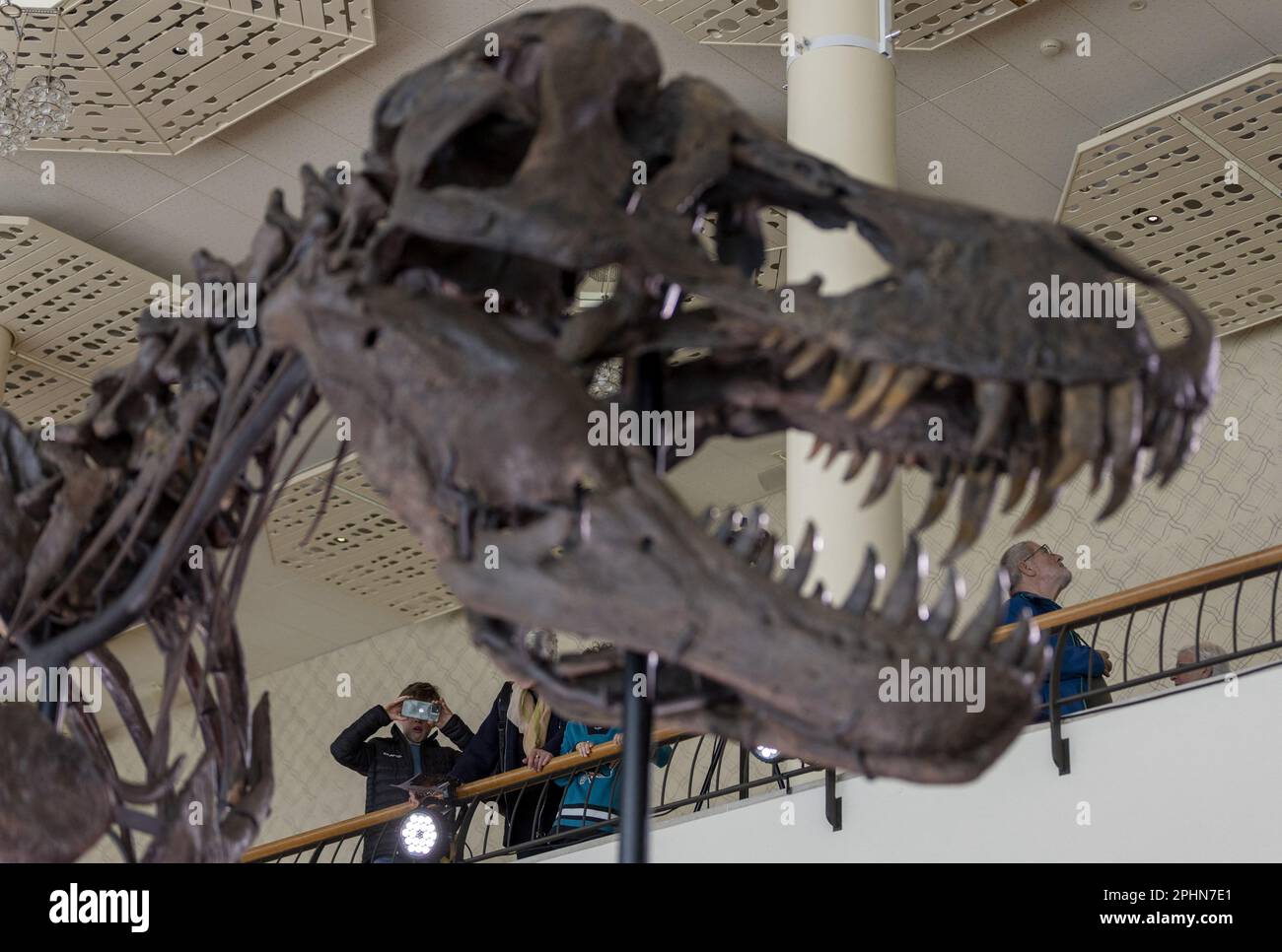 skeleton of a tyrannosaurus rex