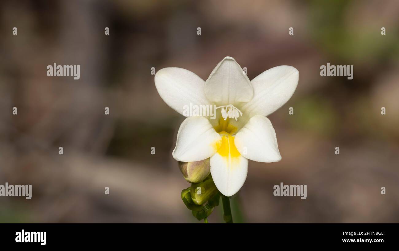 White flower yellow centers hi-res stock photography and images - Alamy