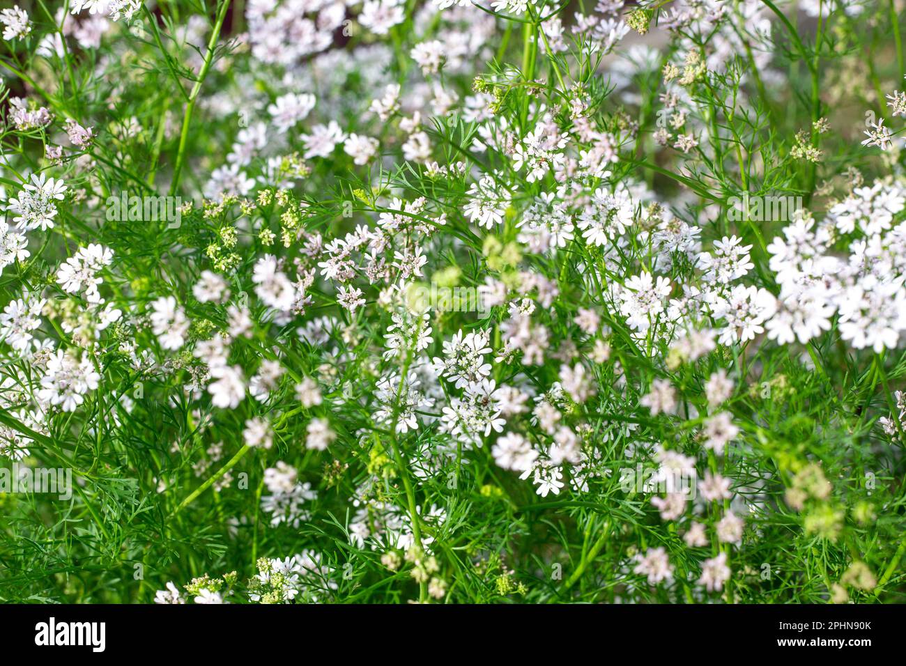 Flowering coriander bushes in the garden. White flowers of fragrant seasoning Stock Photo Alamy