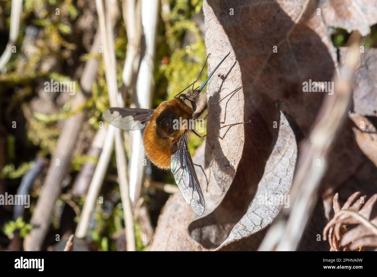 Bombylius major, the greater bee fly, which is a parasitic bee mimic, England, UK, during Spring Stock Photo