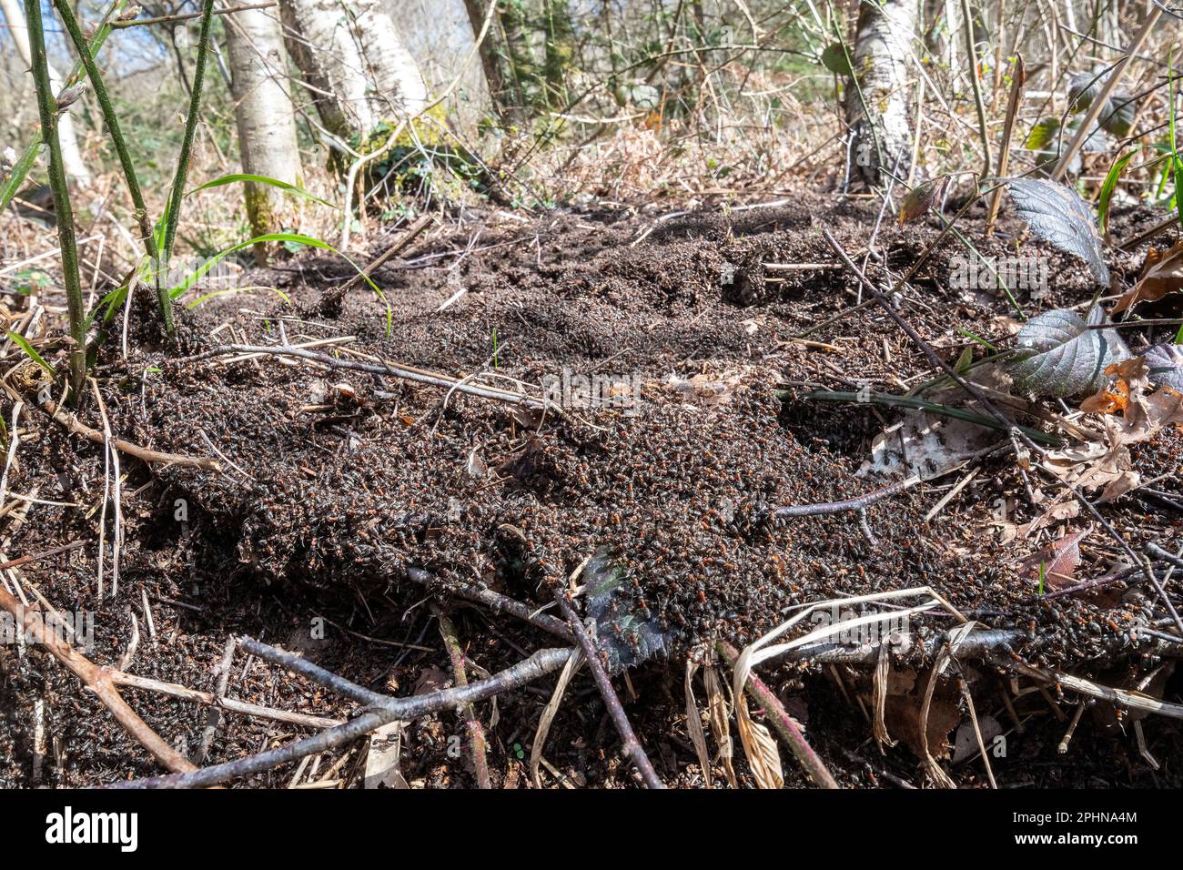 Colony of Southern wood ants (Formica rufa), swarming behaviour on top of the nest after emerging from hibernation during Spring, England, UK. Stock Photo