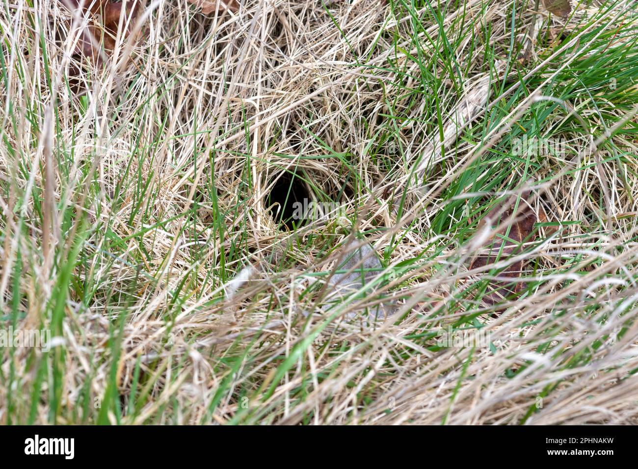 Field vole signs (Microtus agrestis), entrance to network of tunnels through long grass made by the small mammal, England, UK Stock Photo