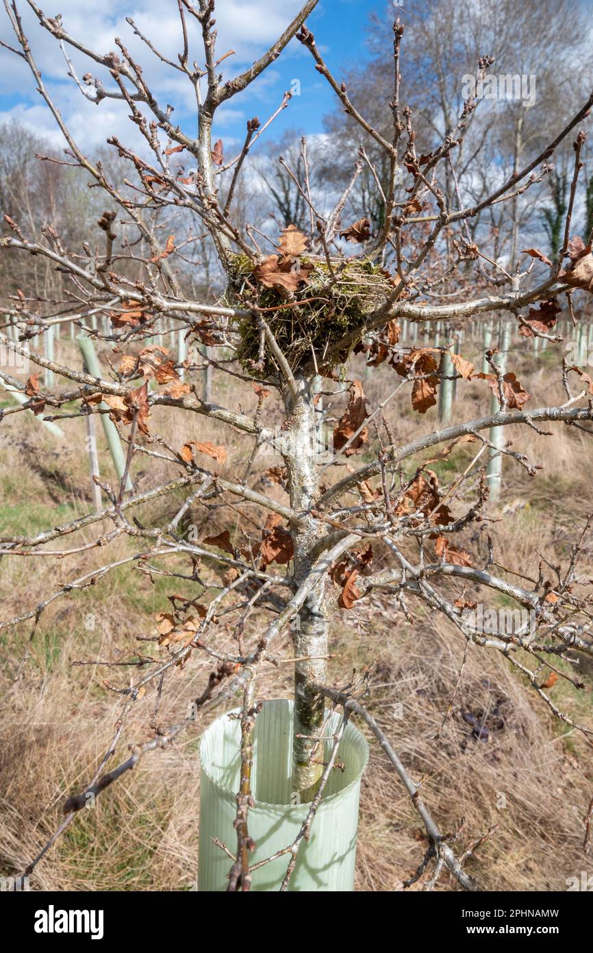 Bird's nest in a young tree still in a tree protector tube in a forestry plantation, tree planting and wildlife concept, England, UK Stock Photo