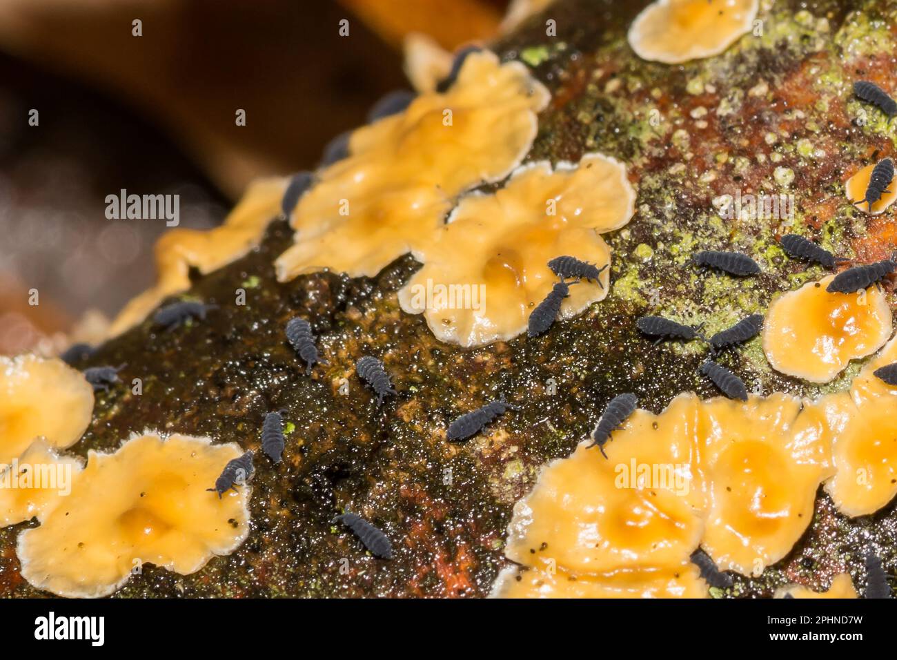 Snow Fleas Aka Winter Springtails - Hypogastrura nivicola Stock Photo