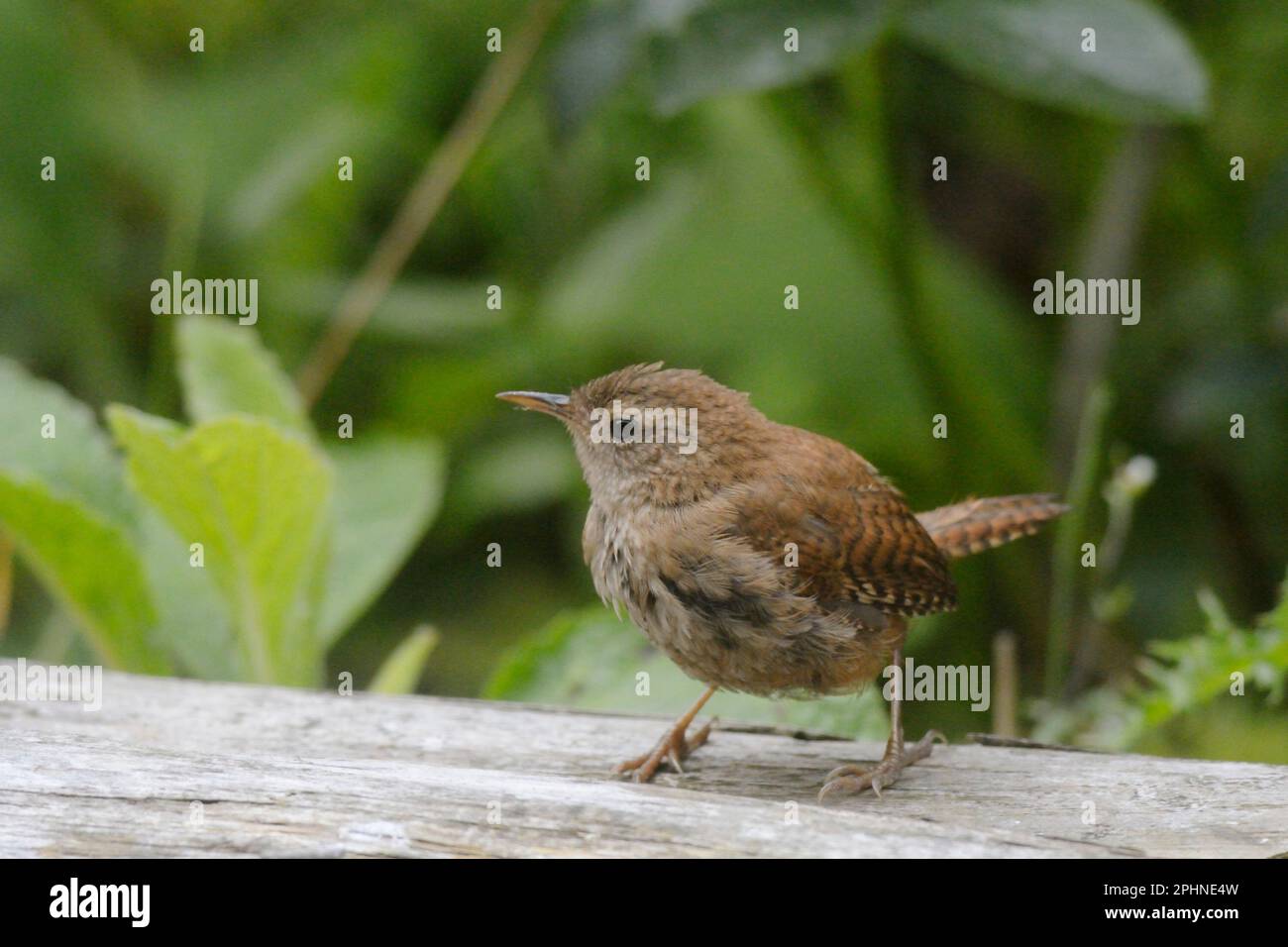 Wren, Troglodytes troglodytes, Wales, UK. Stock Photo